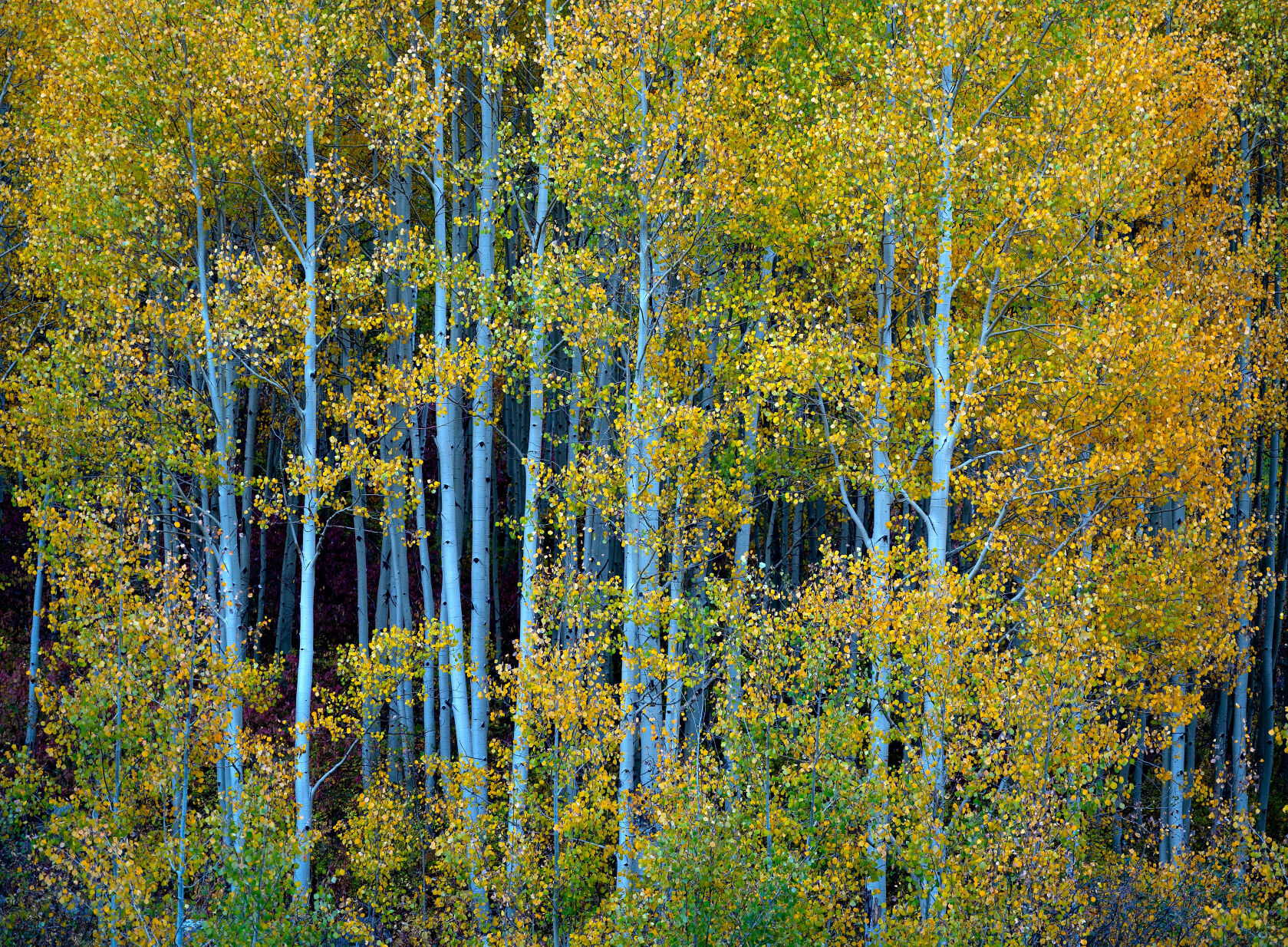 09_29_20 aspens0021.jpg